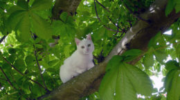 Img gato arbol