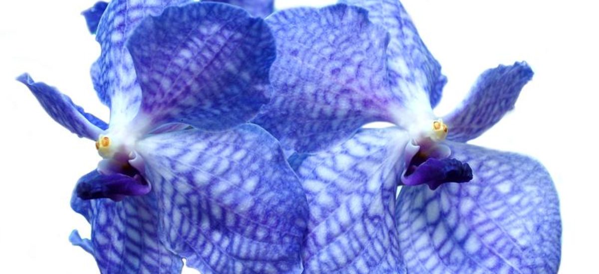 Img orquidea azul
