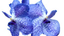 Img orquidea azul