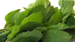 Img menta aromatica