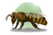 Apicultura abejas