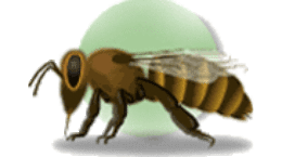 Apicultura abejas