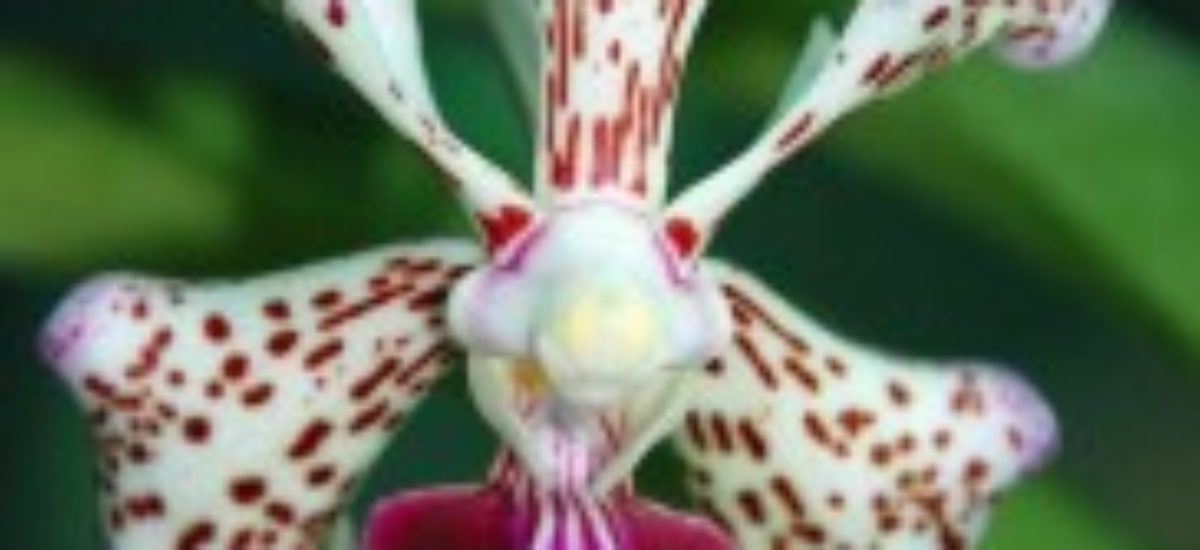 Img orquidea colores list