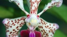 Img orquidea colores list