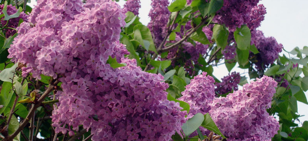 La lila, un arbusto procedente de Persia | Consumer