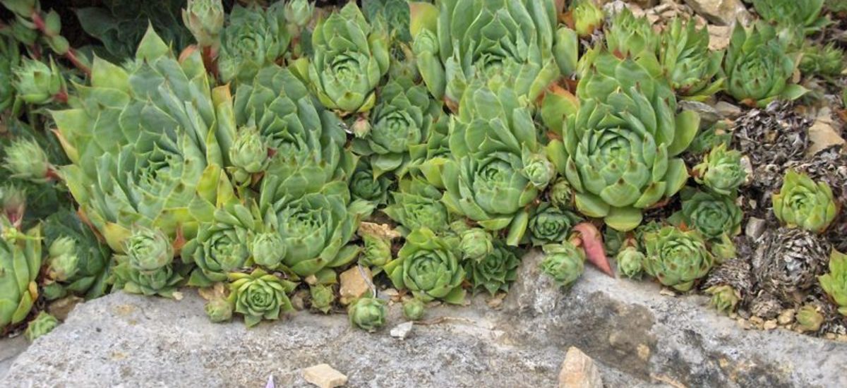 Img sempervivum