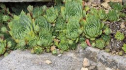 Img sempervivum