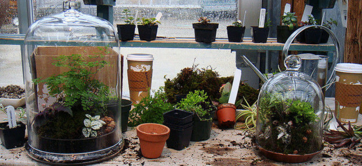 Img terrario plantas