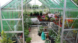 Img plantas invernadero