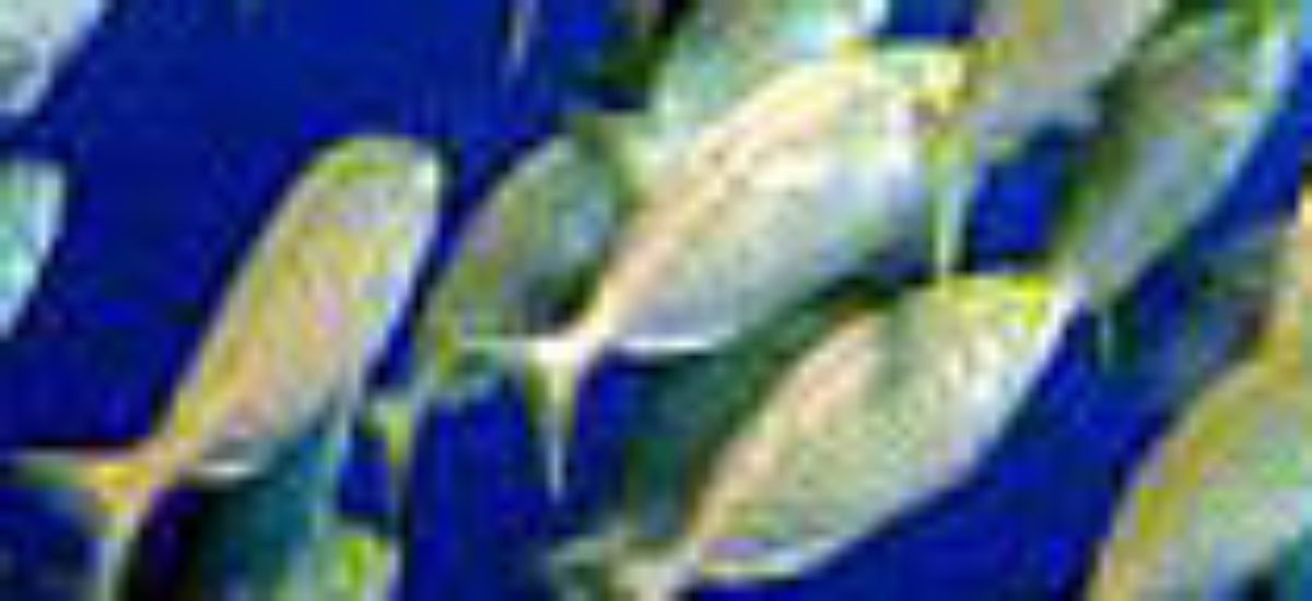 img_acuiculturap1 Img acuiculturap
