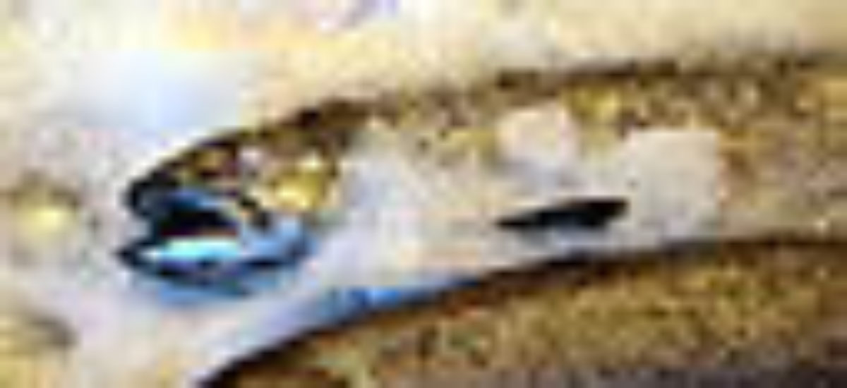 img_salmon1 Img salmon