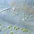 Img espirulina