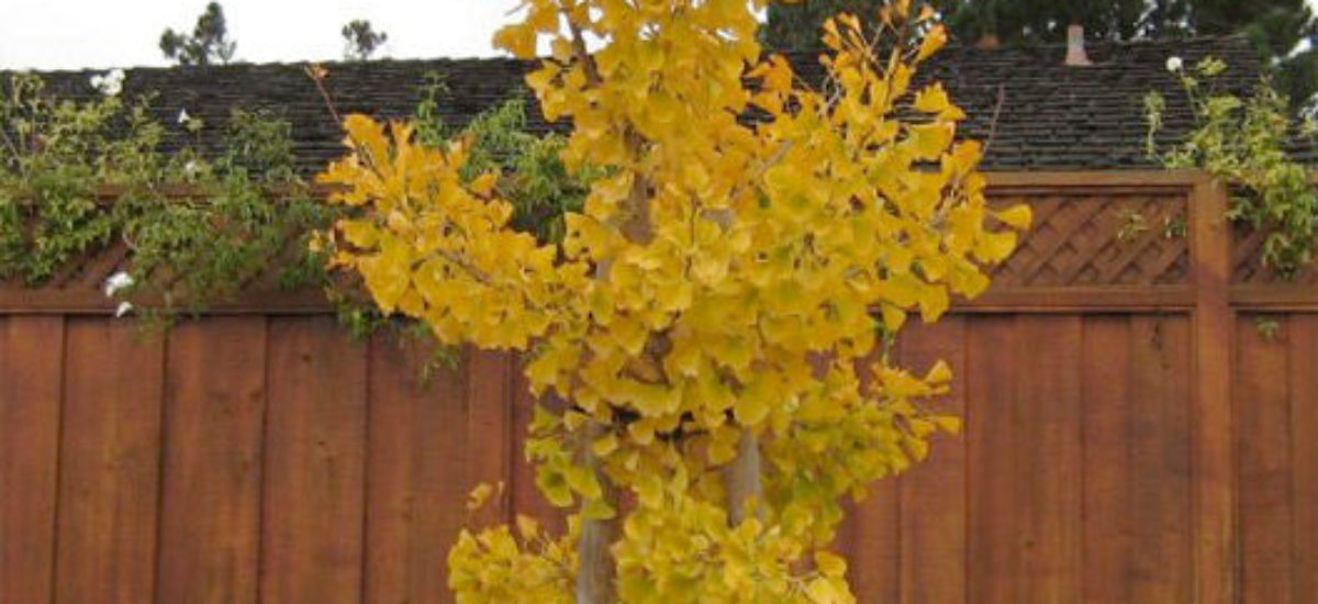 Img ginkgo biloba