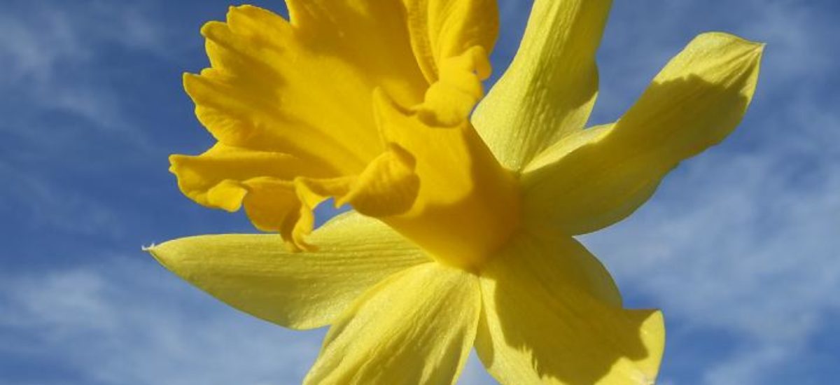 Img narciso amarillo