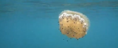 Img medusas