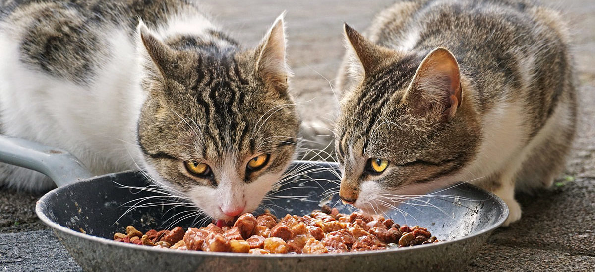 alimentar gatos de la calle