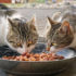alimentar gatos de la calle