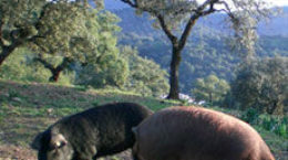img_analisis2-4