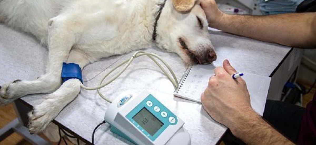 atropello veterinario Atropello del perro