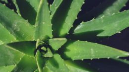 aloe vera hojas planta