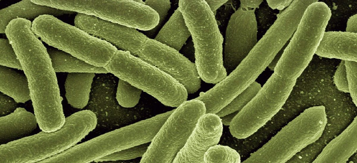 intoxicacion por e. coli