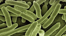 intoxicacion por e. coli