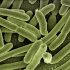 intoxicacion por e. coli
