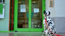 atar perro puerta comercios