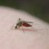 Img mosquito
