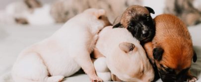 Síntomas de alarma en el parto de la perra