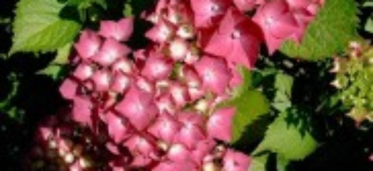Img hortensia rosa list