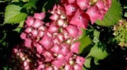 Img hortensia rosa list