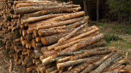 Img madera de pino