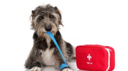 botiquin de primeros auxilios para perros