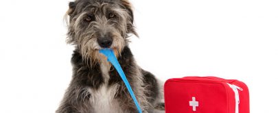 botiquin de primeros auxilios para perros