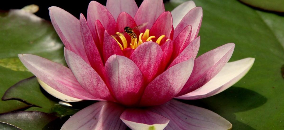 La flor de loto, una planta acuática habitual en los estanques | Consumer