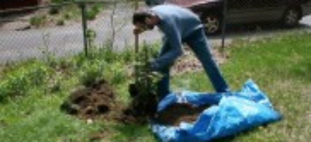 img_arbol-pequeno.list_ Img arbol pequeno list
