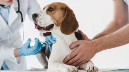 vacunas para perros obligatorias