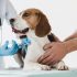 vacunas para perros obligatorias