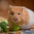 cuidados del hamster como mascota