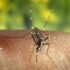 Img mosquito tigre hd