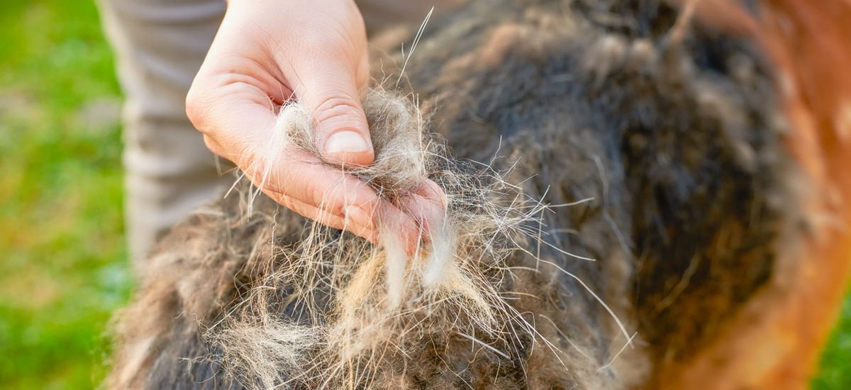 perro muda de pelo en otoño