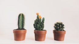 Historia, tipos y cuidados del cactus