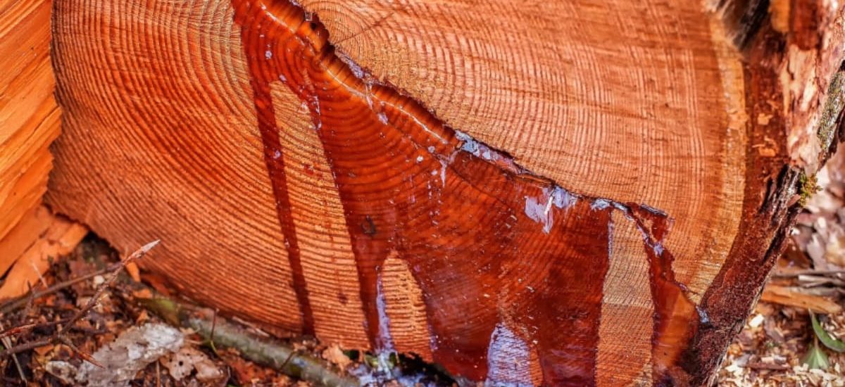 Eliminar resina de la madera