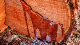 Eliminar resina de la madera