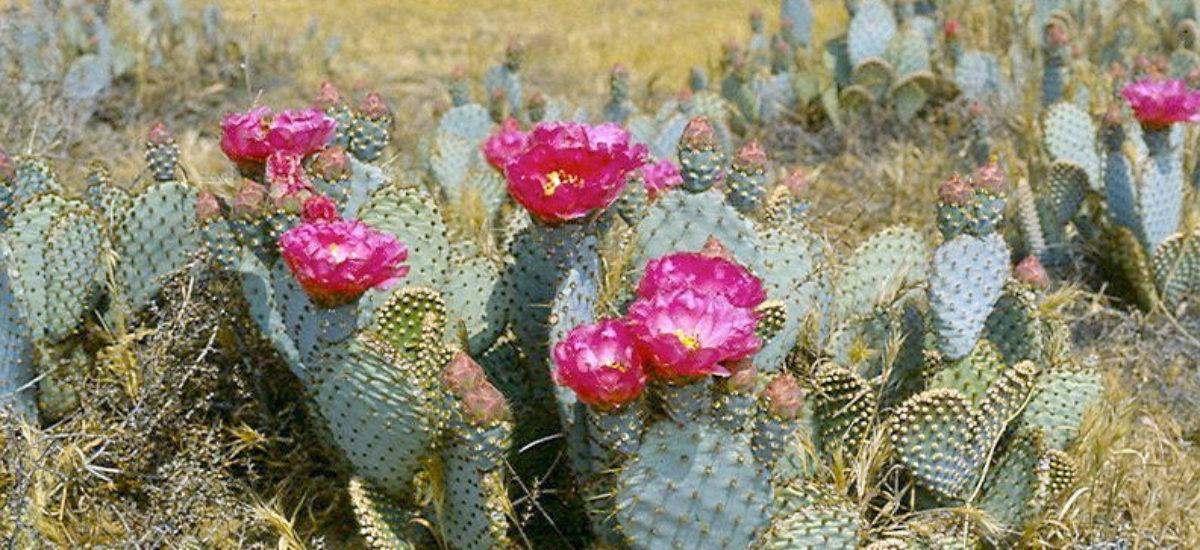 Img bakrsfield cactus