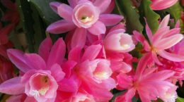 Img cactus rosa