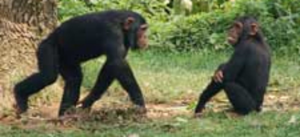Img chimpances