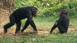 Img chimpances