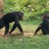 Img chimpances